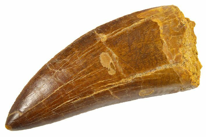 Serrated Carcharodontosaurus Tooth - Huge Dinosaur Tooth #336066